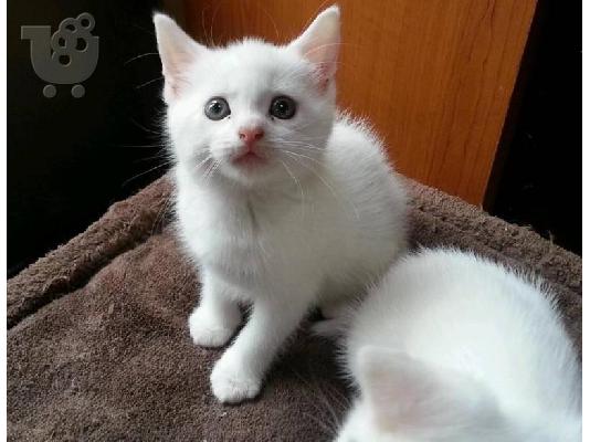 PoulaTo: τουρκικά γατάκια ανγκόρα προς πώληση και υιοθεσία